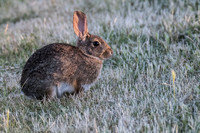 Cottontail  Rabbit