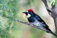 Acorn Woodpeckler on Small Branch