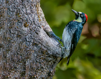 Acorn Woodpecker Inspecting Potential Nestsite