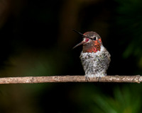 Anna's Hummingbird "Yawning"