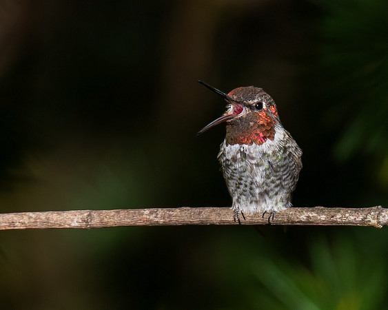 Anna's Hummingbird "Yawning"