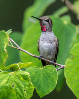 Anna's Hummingbird in Redbud