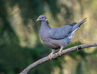 Band-tailed Pigeon Perched