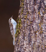 Brown Creeper