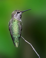Anna's Hummingbird Female