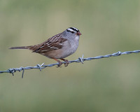 White-crowned Sparrow on Barbed Wire