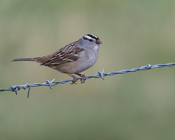 White-crowned Sparrow on Barbed Wire