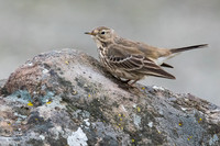 American Pipit-2