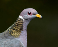 Band-tailed Pigeon Portrait