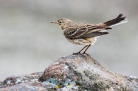 American Pipit