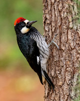 Acorn Woodpecker