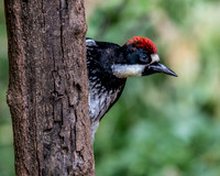Acorn Woodpecker on Redbud Trunk