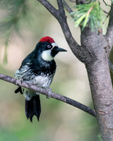 Acorn Woodpecker on Small Branch - 2