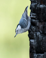 White-Breasted Nuthatch on Burned Post