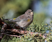 Yellow-rumped Warbler
