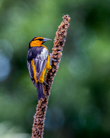 Bullock's Oriole on Mullein