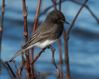 Black Phoebe Over Water