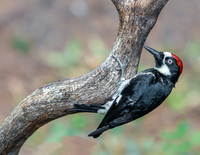 Acorn Woodpecker Hanging On