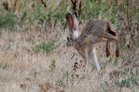 Black-tailed Jackrabbit Running