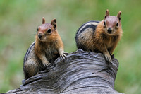Golden-Mantled Ground Squirrel Siblings-3