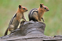 Golden-Mantled Ground Squirrel Siblings
