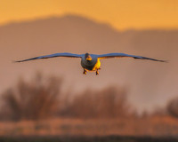 Water Birds