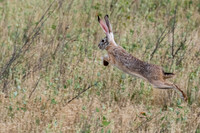 Black-tailed Jackrabbit Running-3