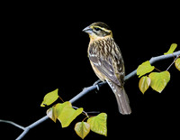 Perching Birds