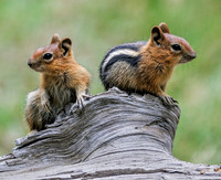 Mammals