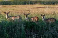 Sacramento Valley Black-tailed Deer