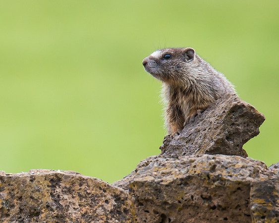 Yellow-bellied Marmot