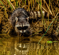 Raccoon at Water Hole
