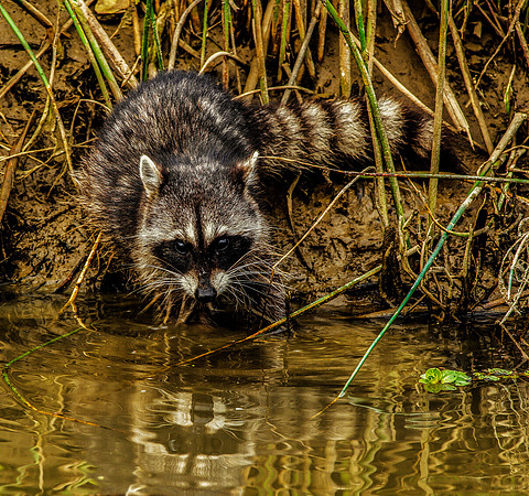Raccoon at Water Hole