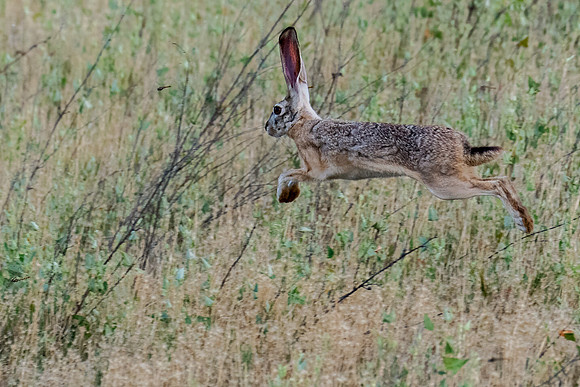 Black-tailed Jackrabbit Running-4