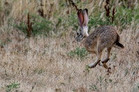 Black-tailed Jackrabbit Running-2